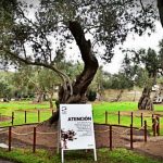 san amrtin peru catolico