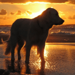 las mascotas no van al cielo