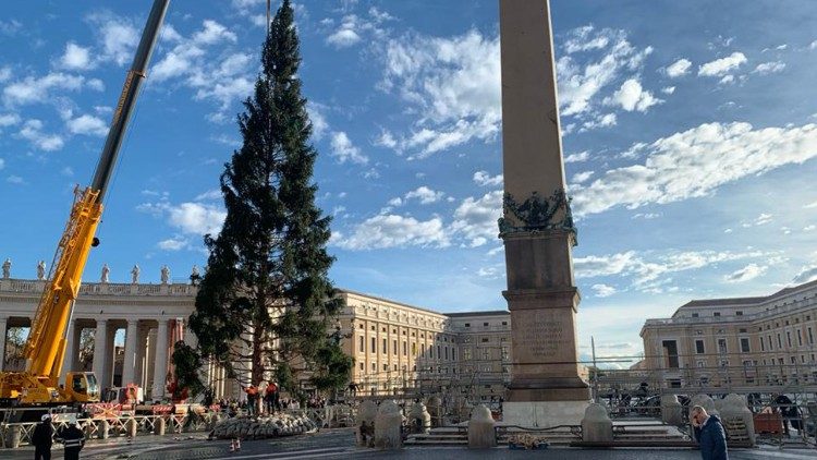 arbol en palza san pedro navidad