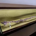 reliquia de san jose bastón